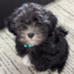 Meet your Posher, Eric